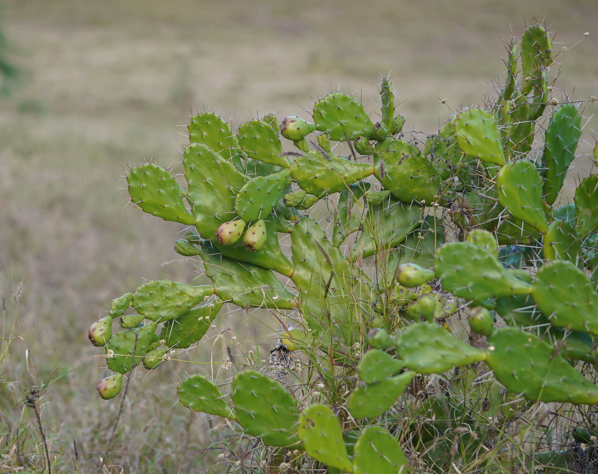 Image of Common Pricklypear