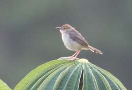 Image of Chattering Cisticola