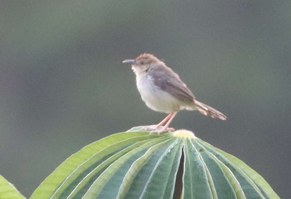 Image of Chattering Cisticola