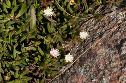 Image of Delosperma lineare L. Bol.