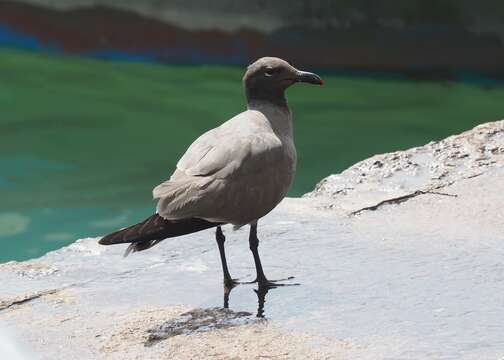 Image of Lava Gull