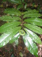 Image of Eupomatia barbata Jessup