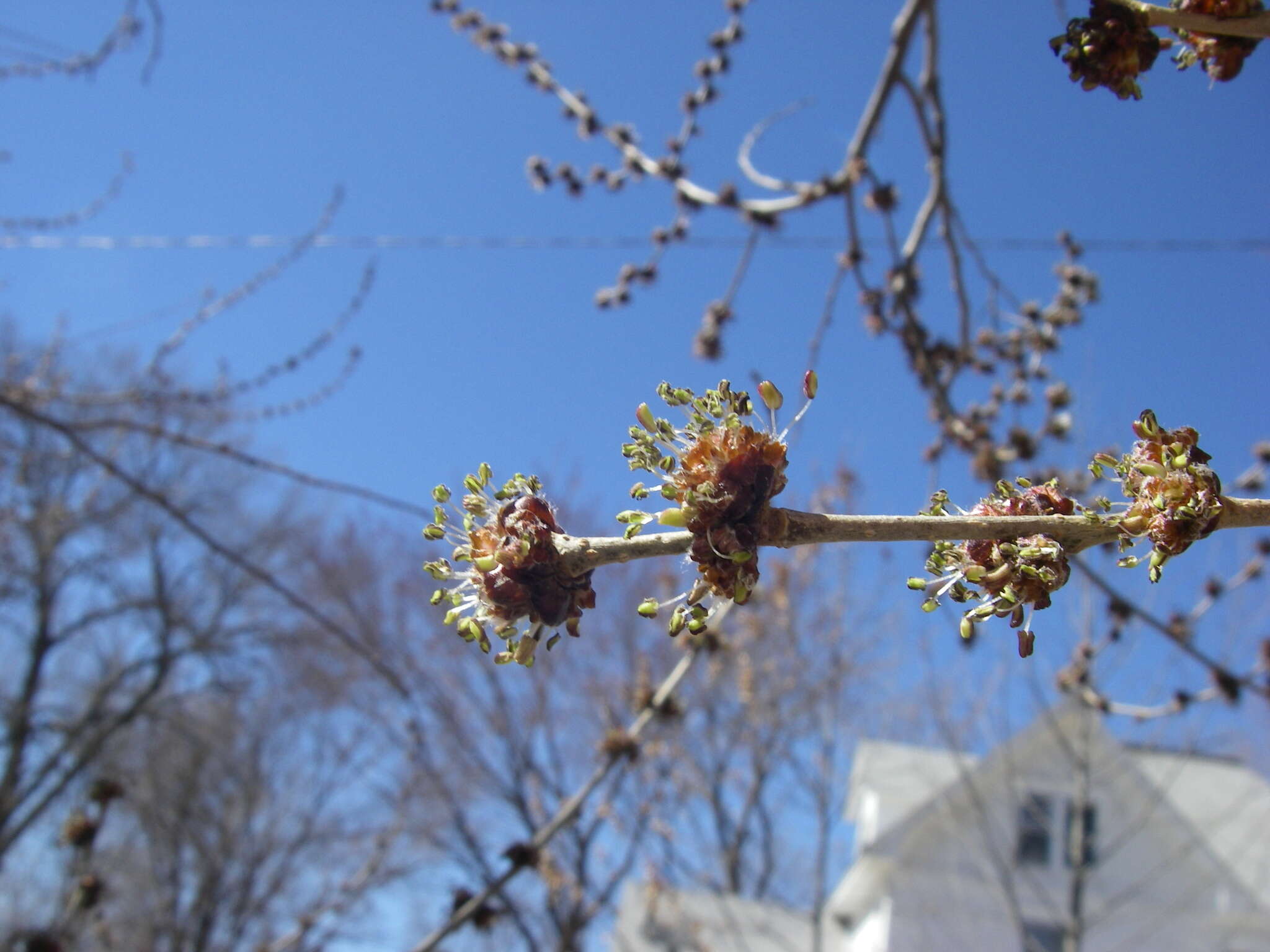 Image of Siberian Elm