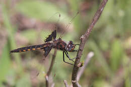 Image of Mantled Baskettail