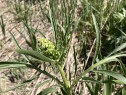 Image of <i>Valeriana <i>edulis</i></i> var. edulis