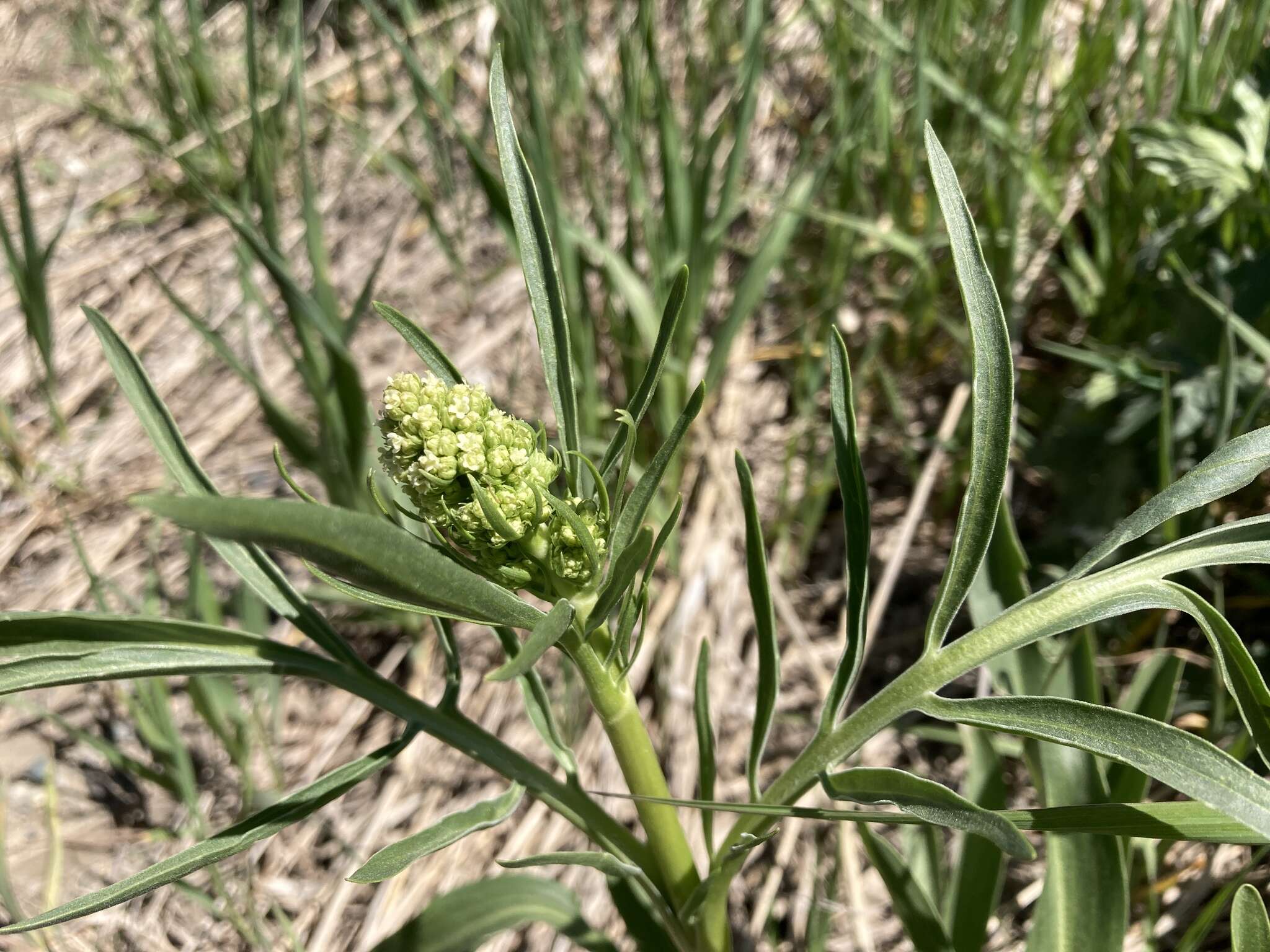 Image of <i>Valeriana <i>edulis</i></i> var. edulis