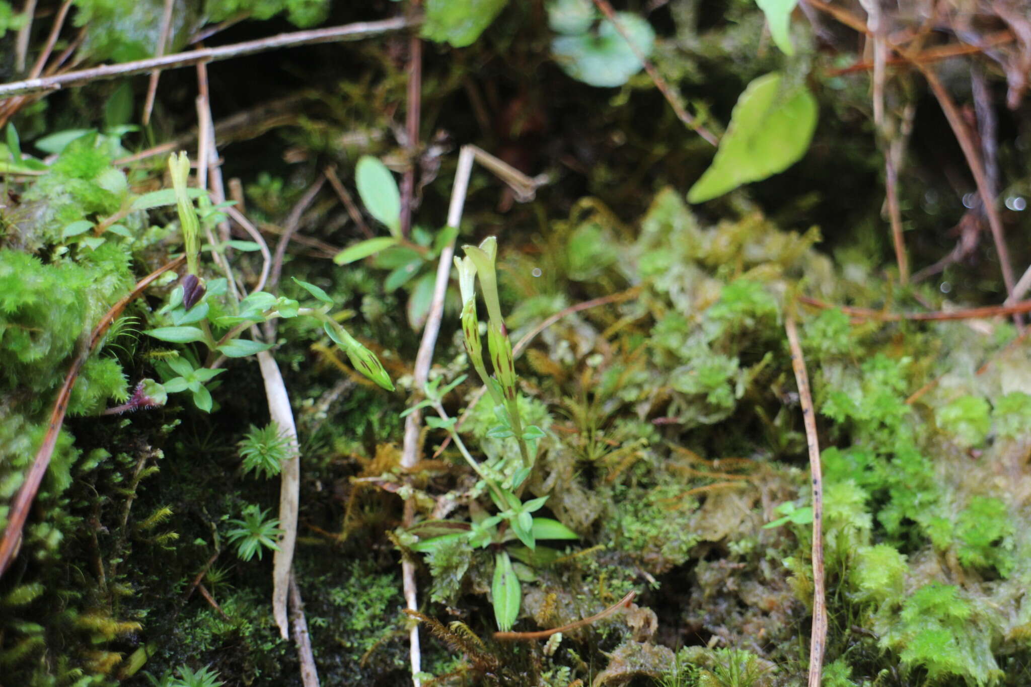 صورة Gentiana flavomaculata var. yuanyanghuensis Chih H. Chen & J. C. Wang