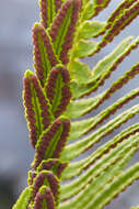 Polypodium pellucidum Kaulf.的圖片