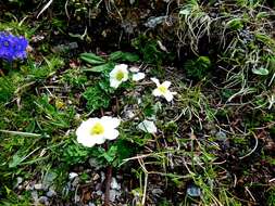 Image of Callianthemum coriandrifolium Rchb.