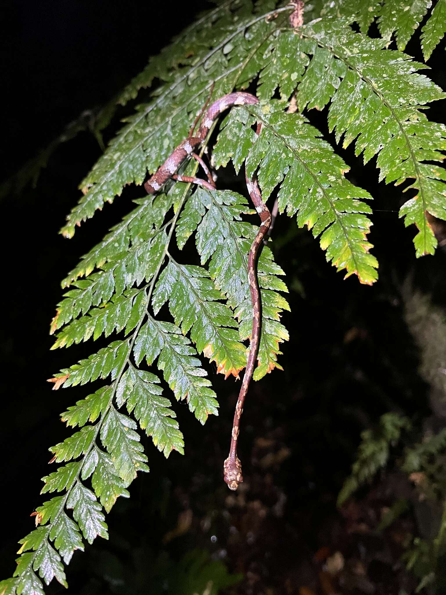 Image of Ringed Snail Sucker