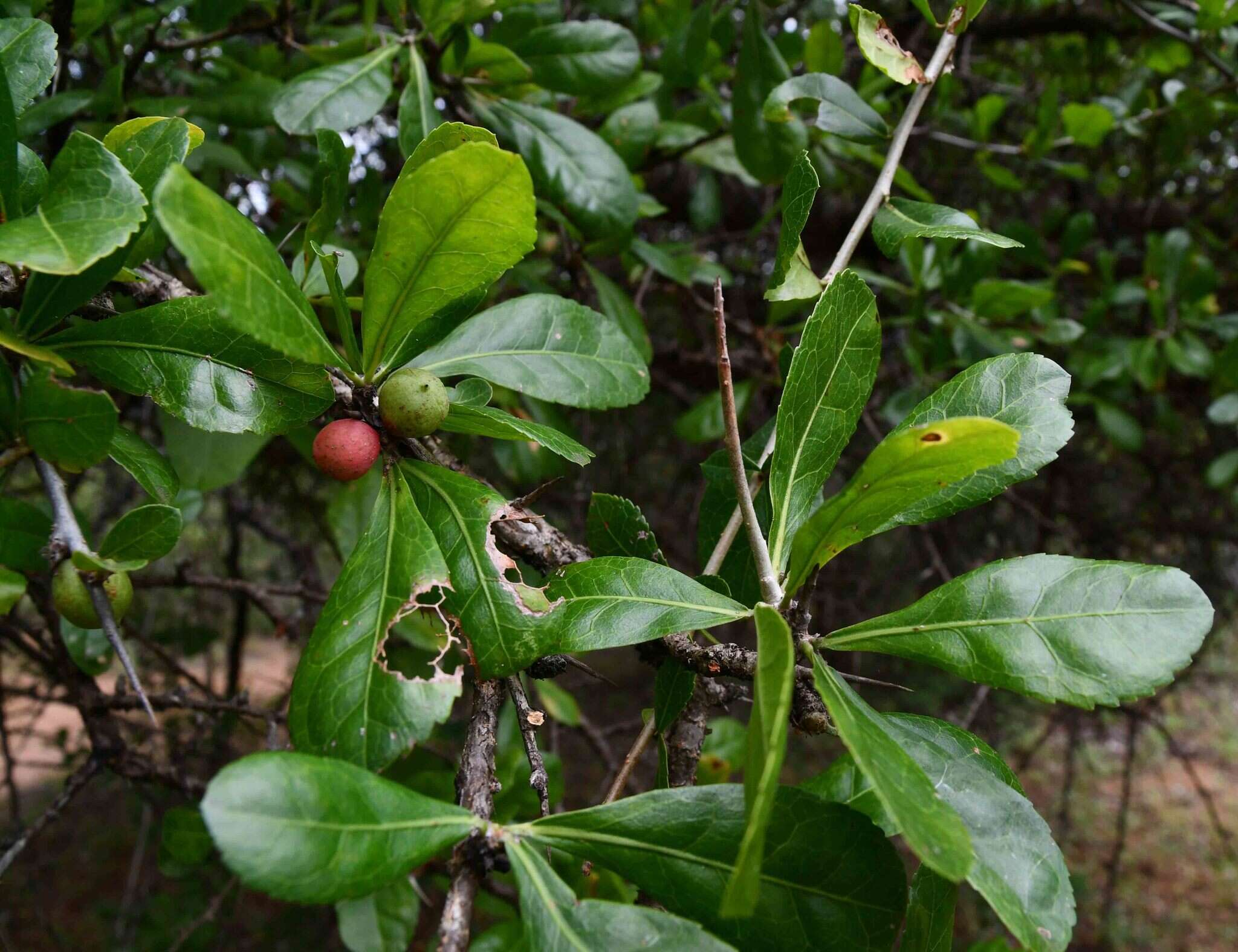 Plancia ëd Commiphora glandulosa Schinz