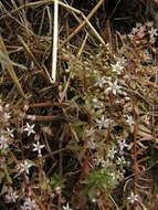 Image of Sedum cepaea L.