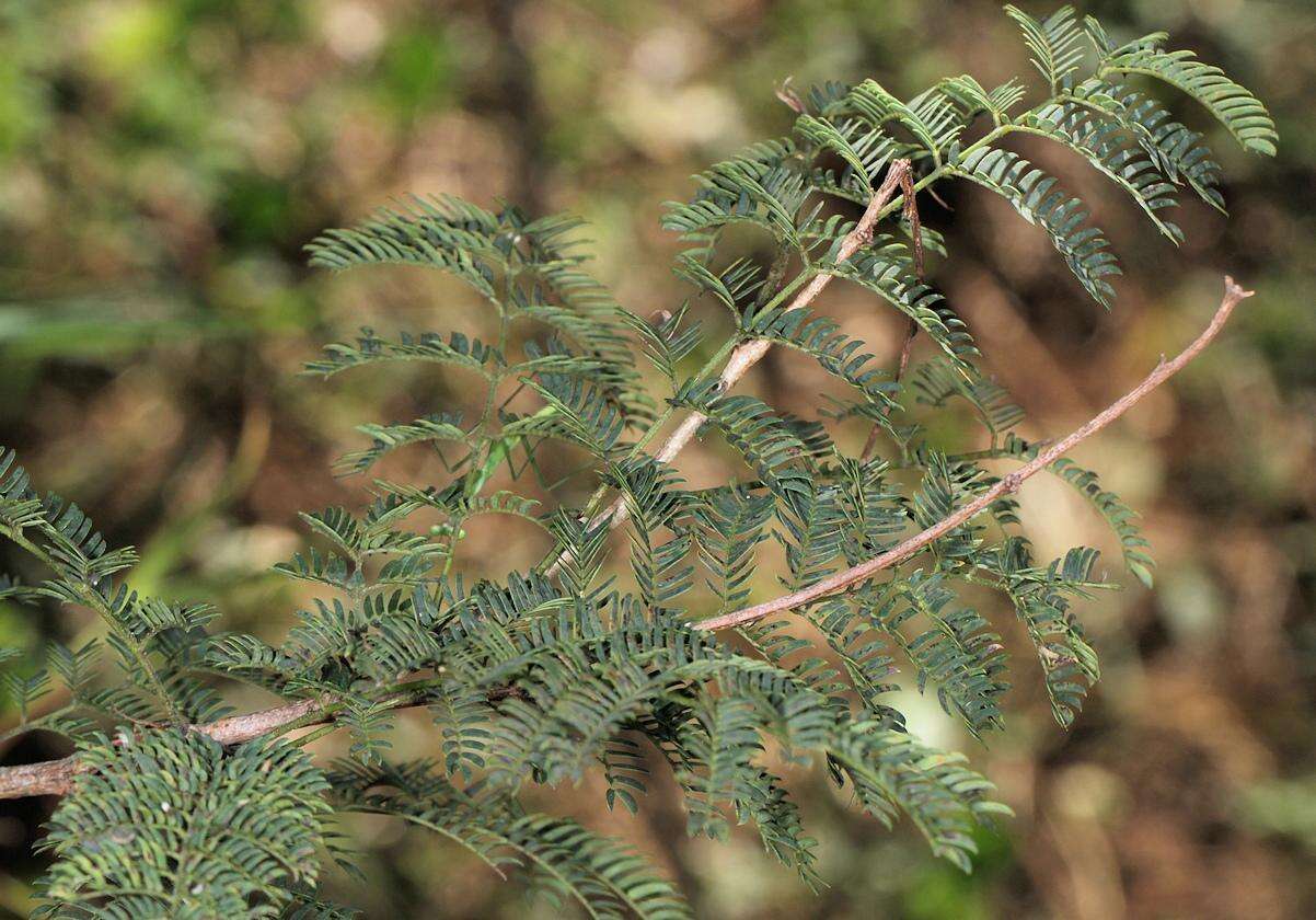 Image of Common albizia