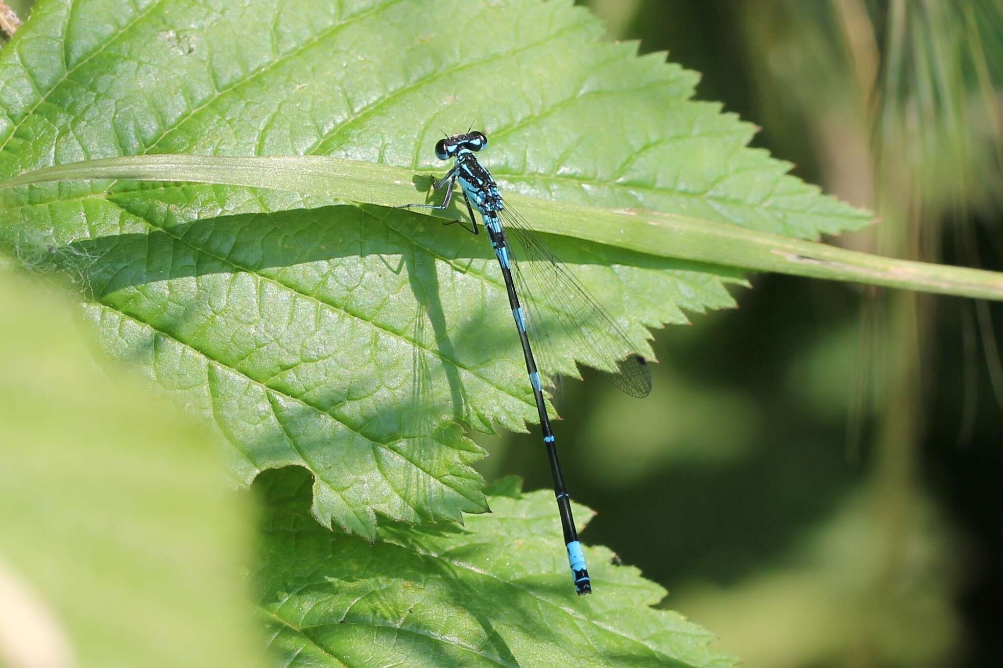 Image of Variable Bluet