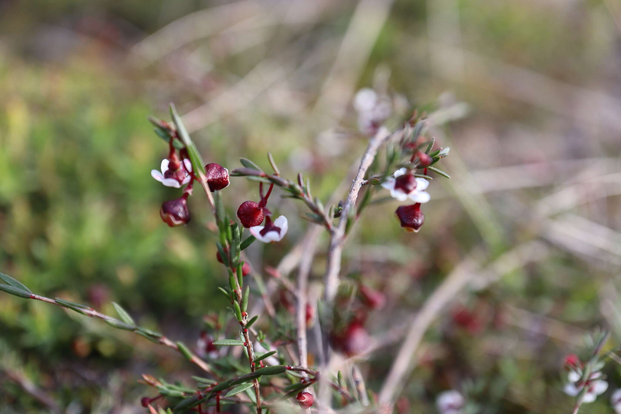 Image of Euryomyrtus ramosissima subsp. prostrata (Hook. fil.) Trudgen