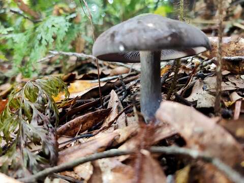 Image of Entocybe haastii (G. Stev.) Largent 2014