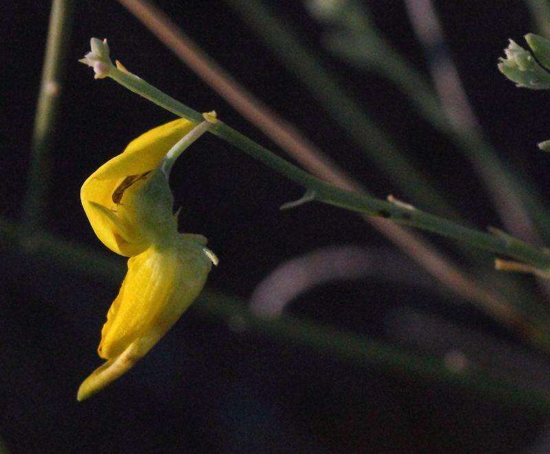 Crotalaria spartioides DC.的圖片