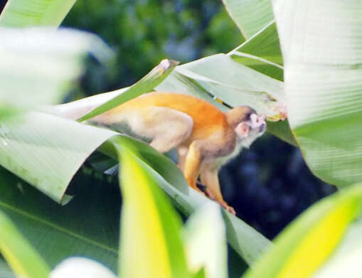Image of Black-crowned Central American Squirrel Monkey