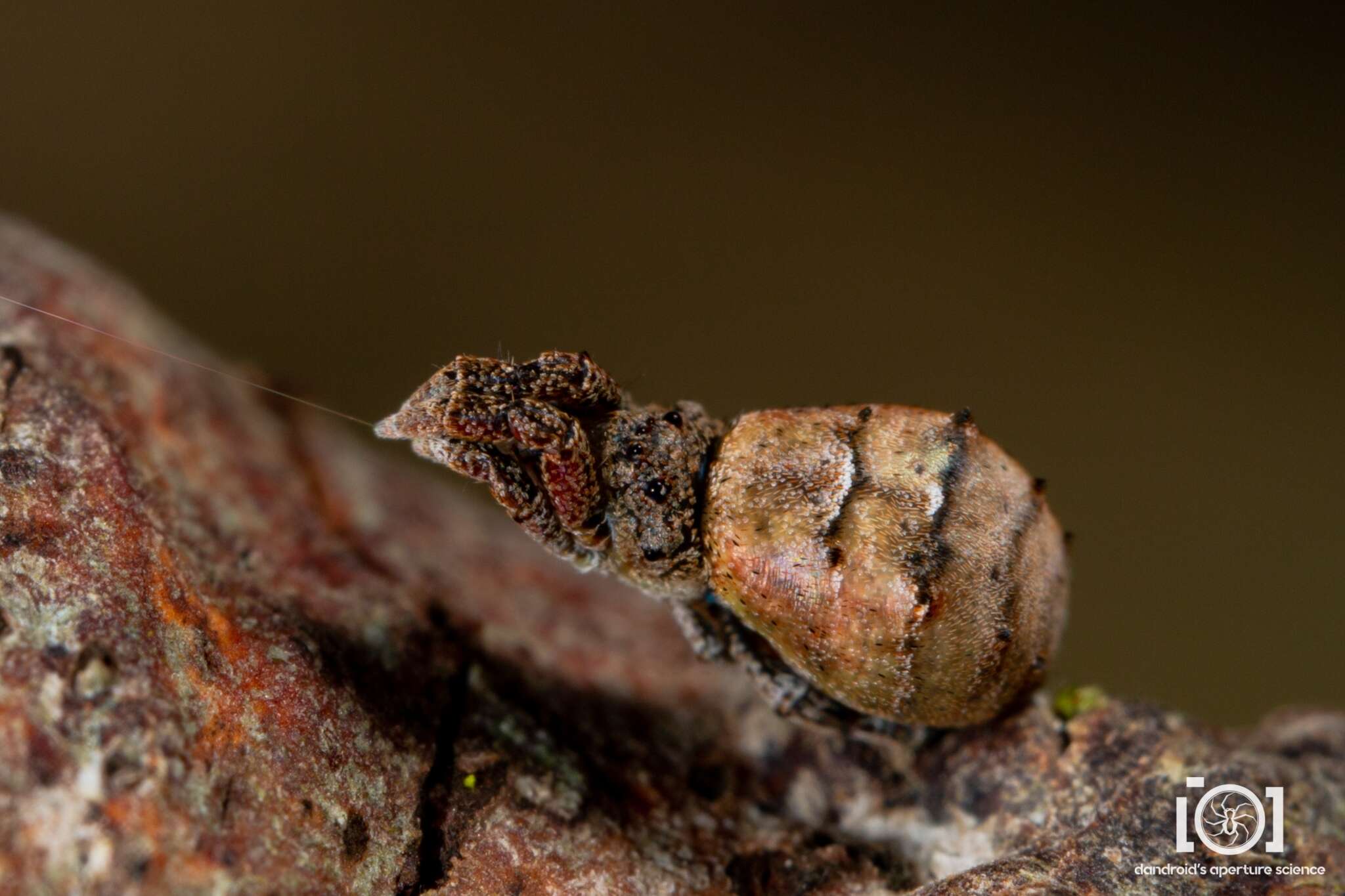 Image of Hyptiotes cavatus (Hentz 1847)