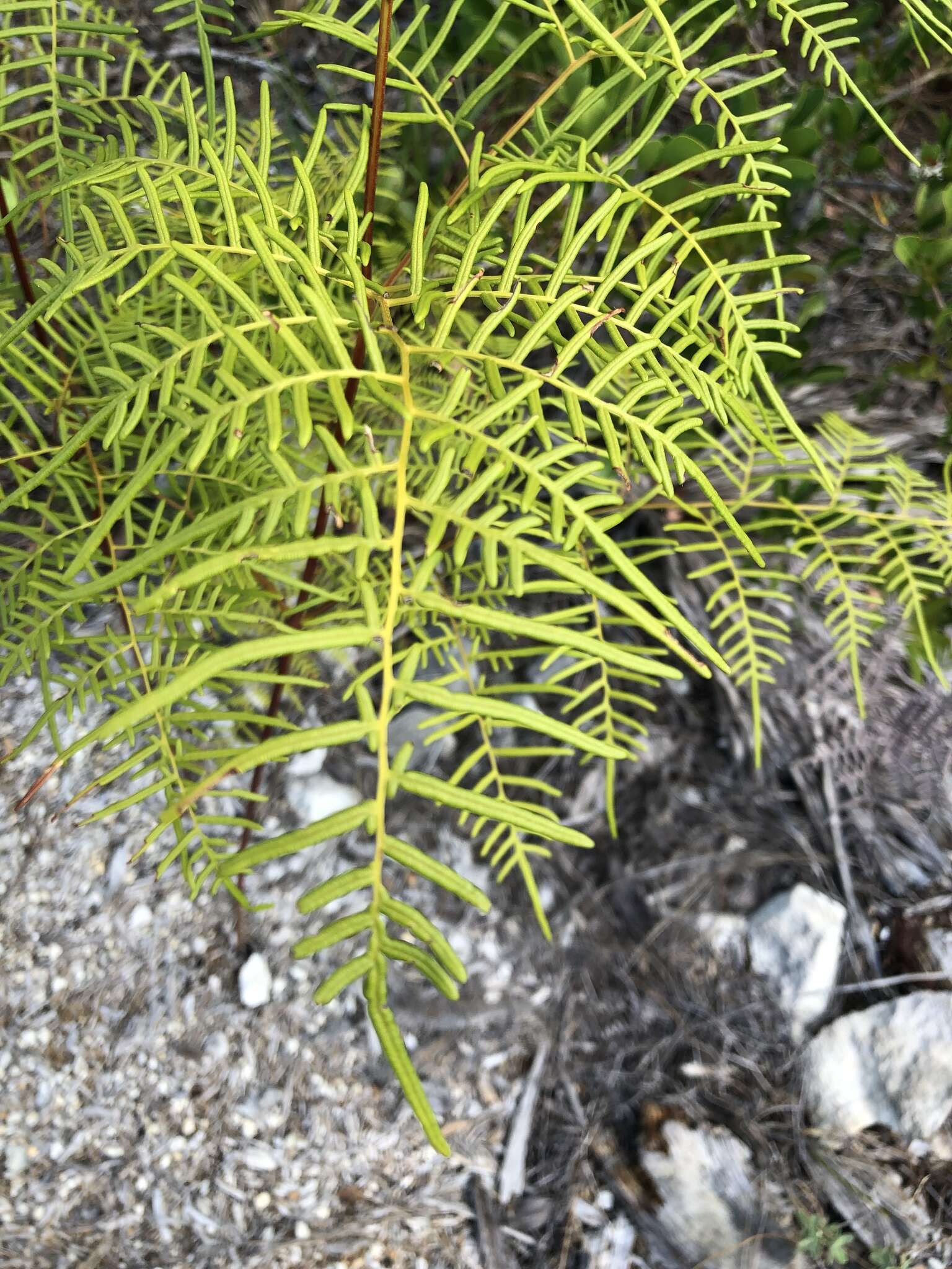 Слика од Pteridium caudatum (L.) Maxon