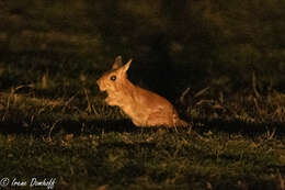 Image of East African Spring Hare