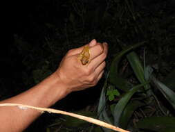 Image of Chirique-Flusse Treefrog