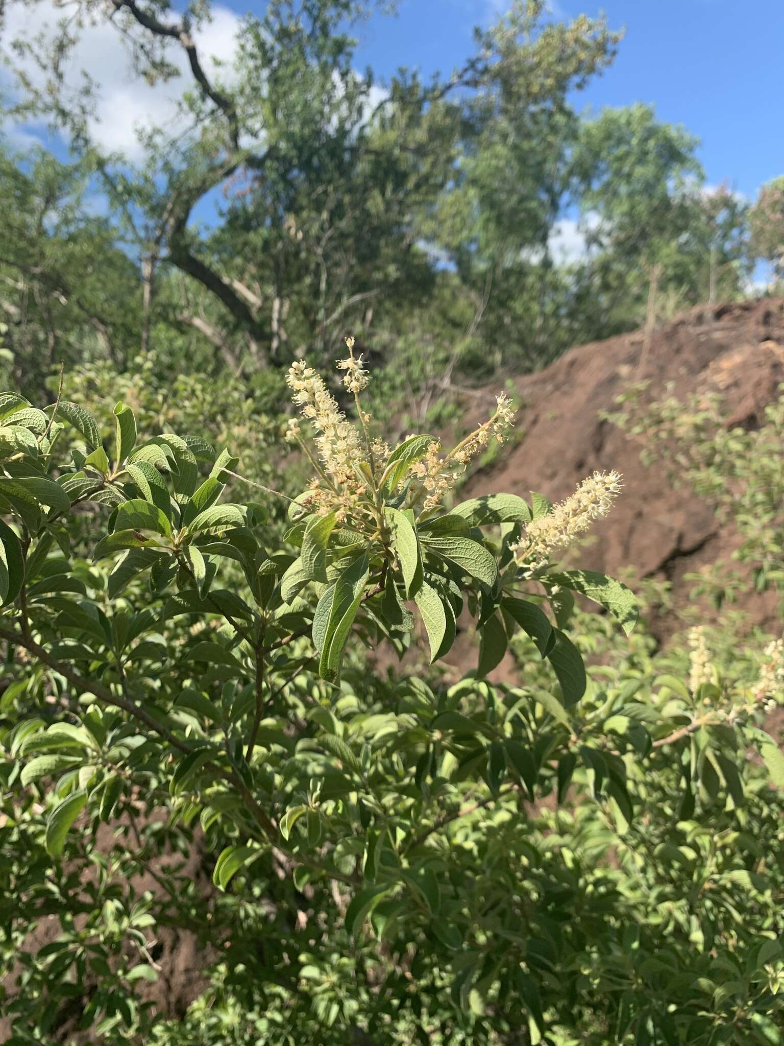 Sivun Terminalia phanerophlebia Engl. & Diels kuva