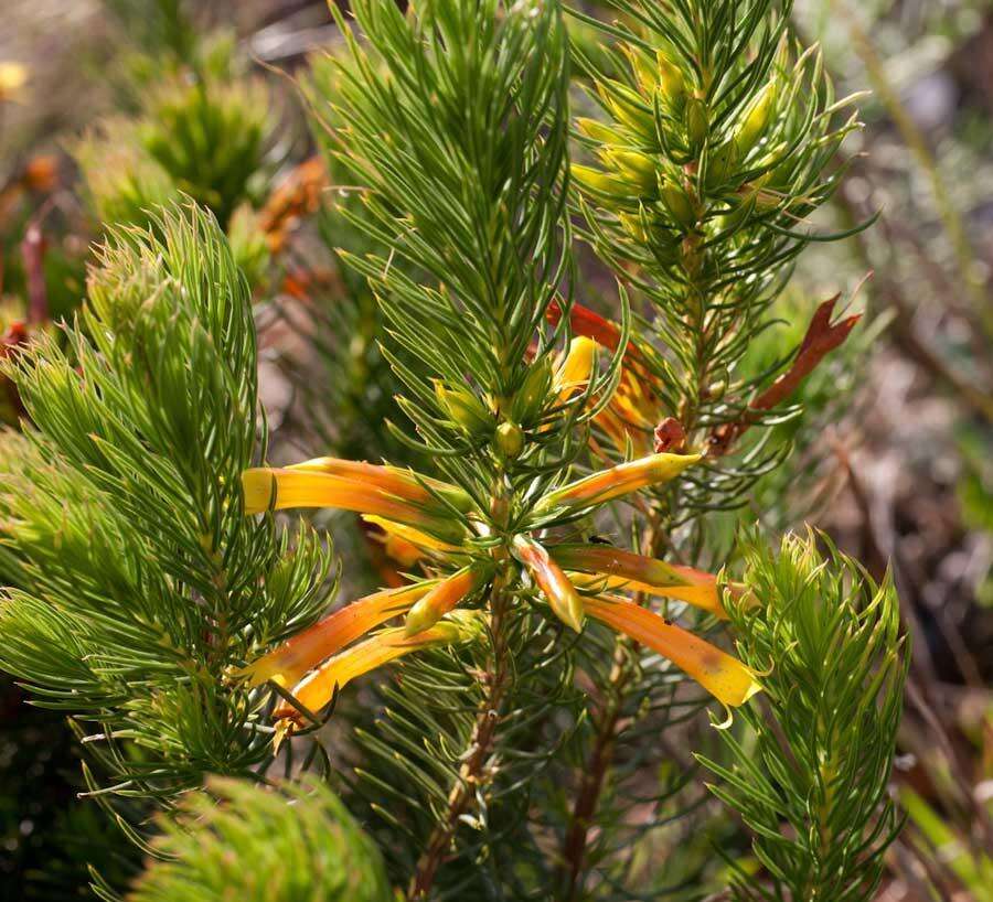 Image of Erica grandiflora subsp. grandiflora