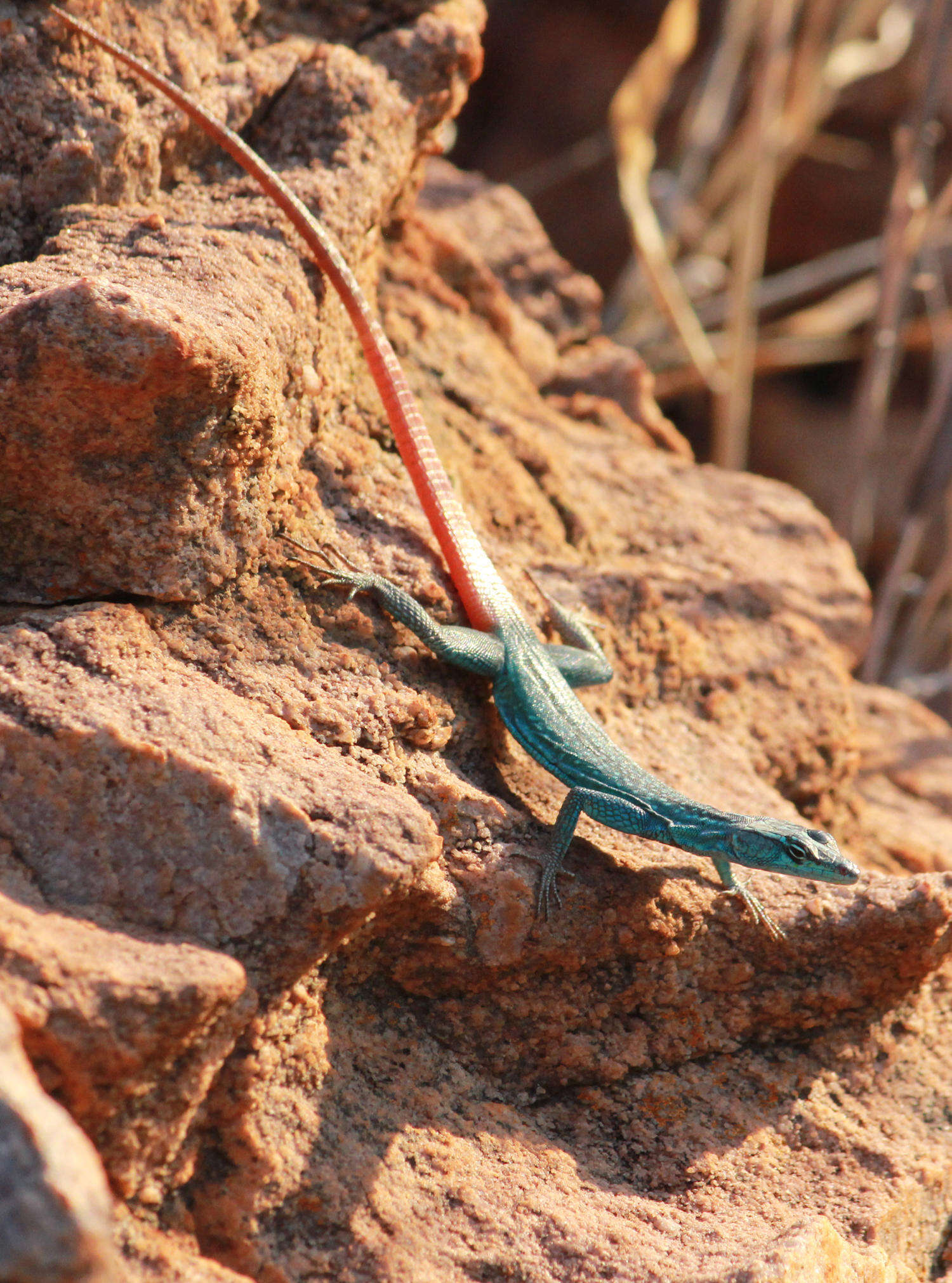 Image of Transvaal Flat Lizard