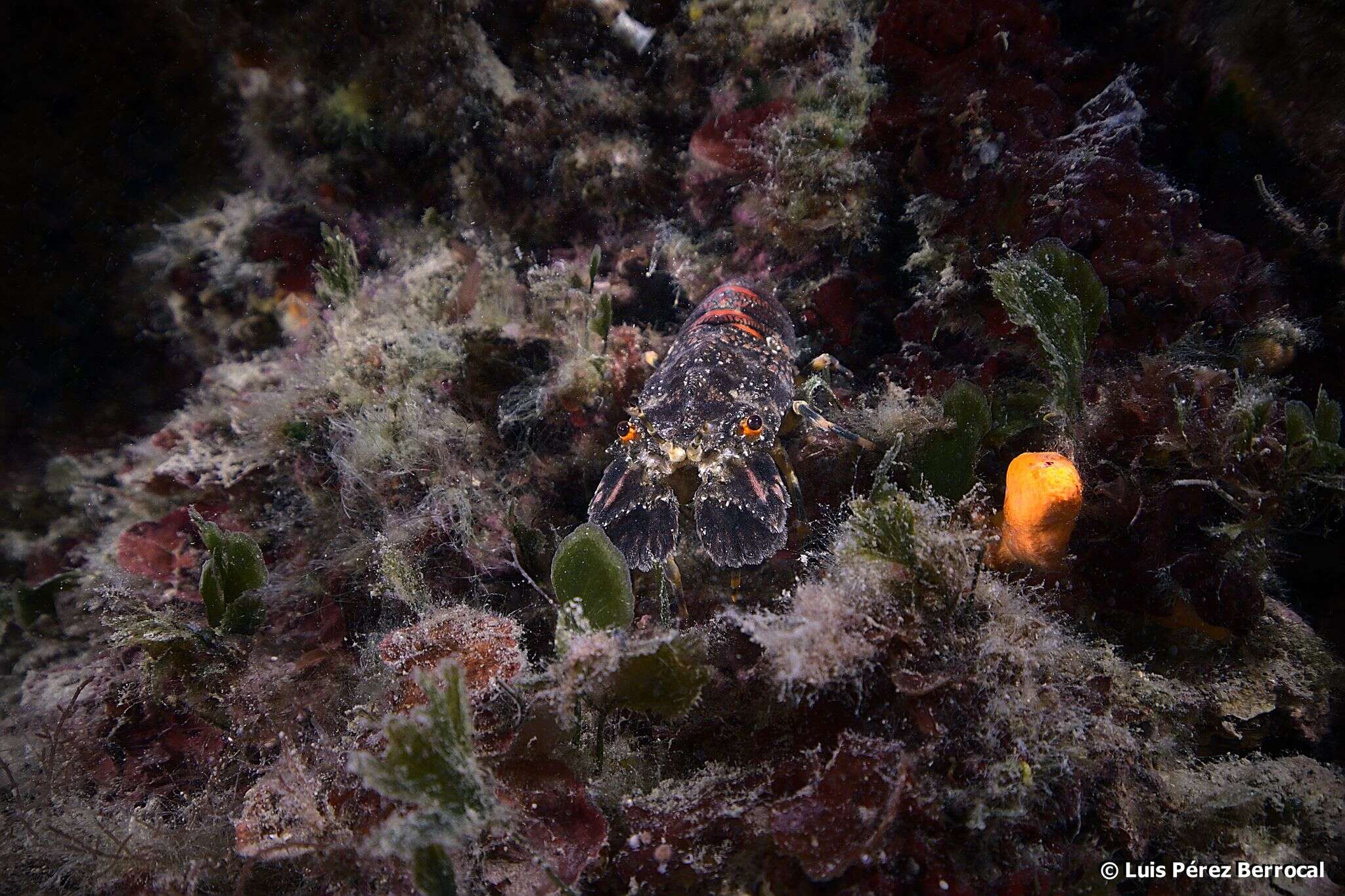 Image of Small European Locust Lobster