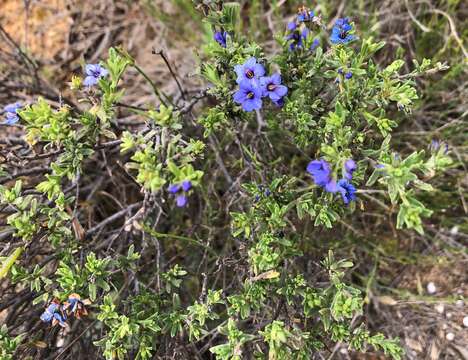 Image of Halgania cyanea Lindley