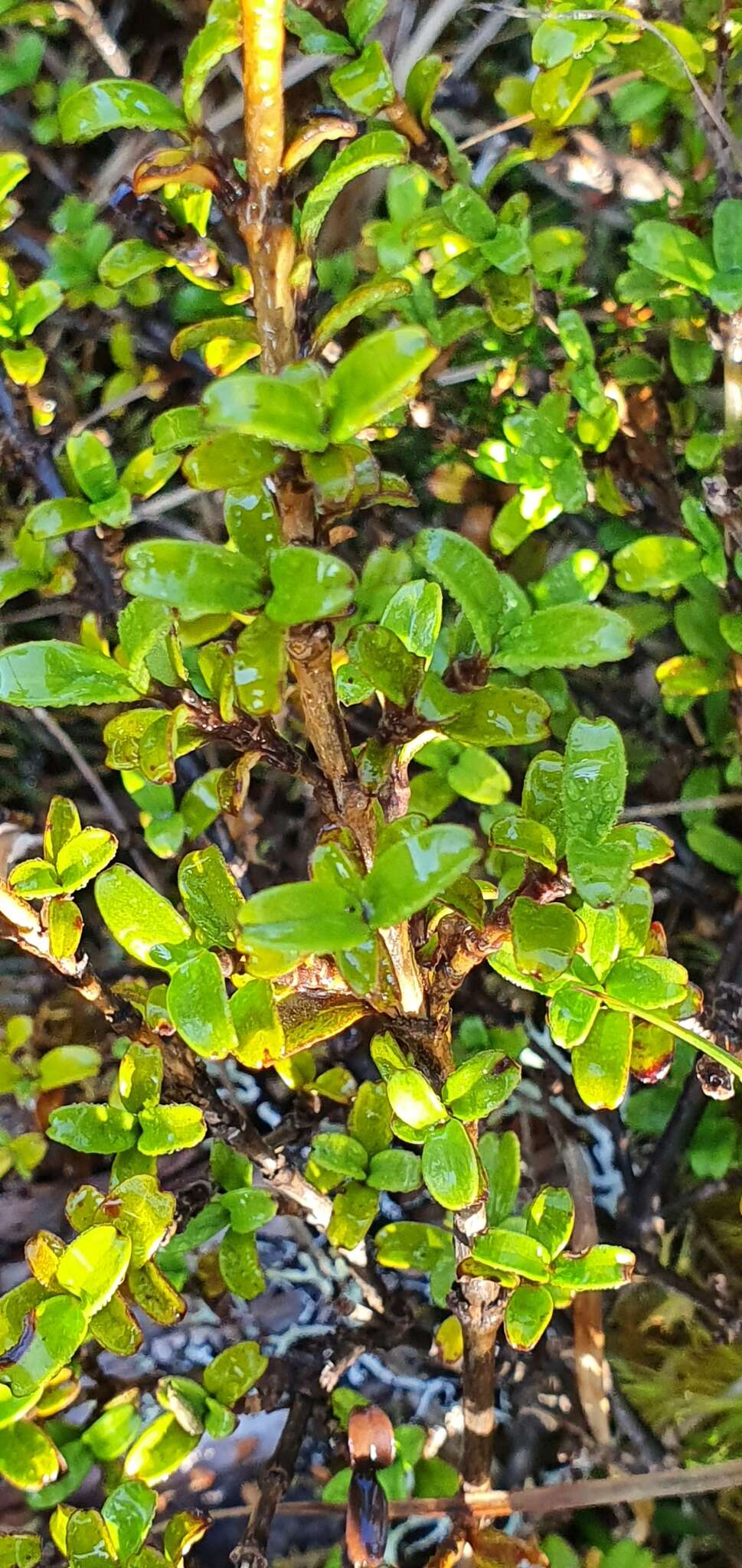 Image of Coprosma crenulata W. R. B. Oliv.