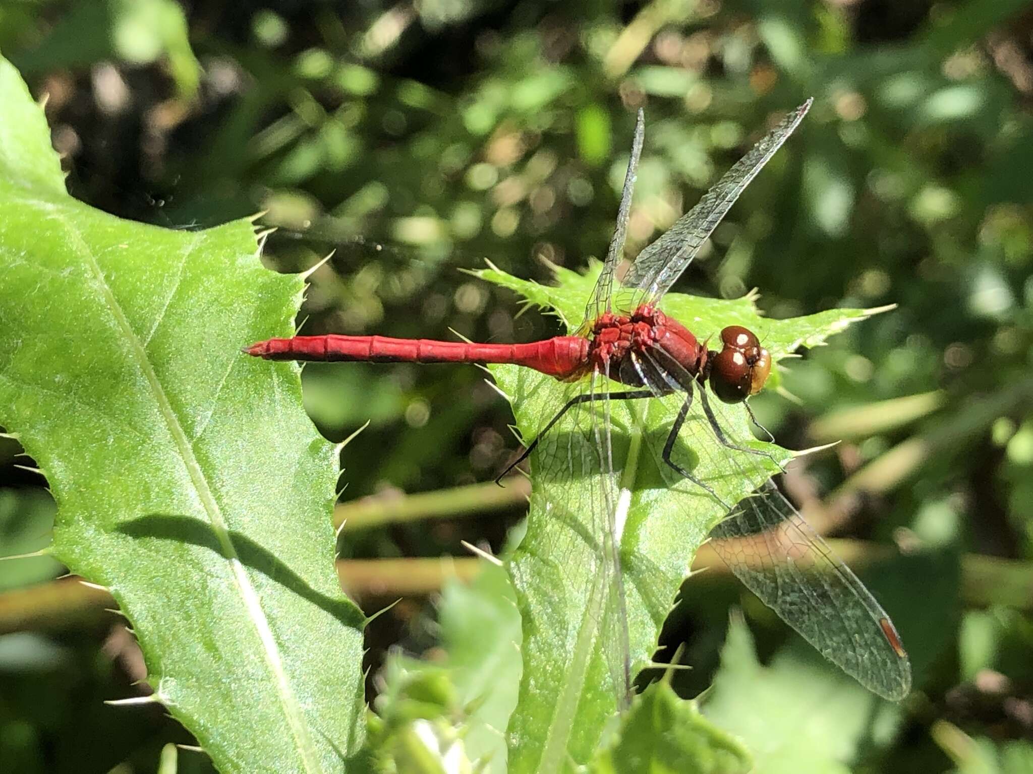 Image of Ruby Meadowhawk