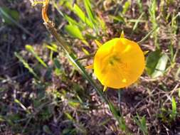 Image of petticoat daffodil