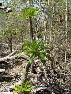 Image of Pachypodium lamerei Drake