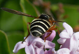 Image of Sericomyia nigra Portschinsky 1873