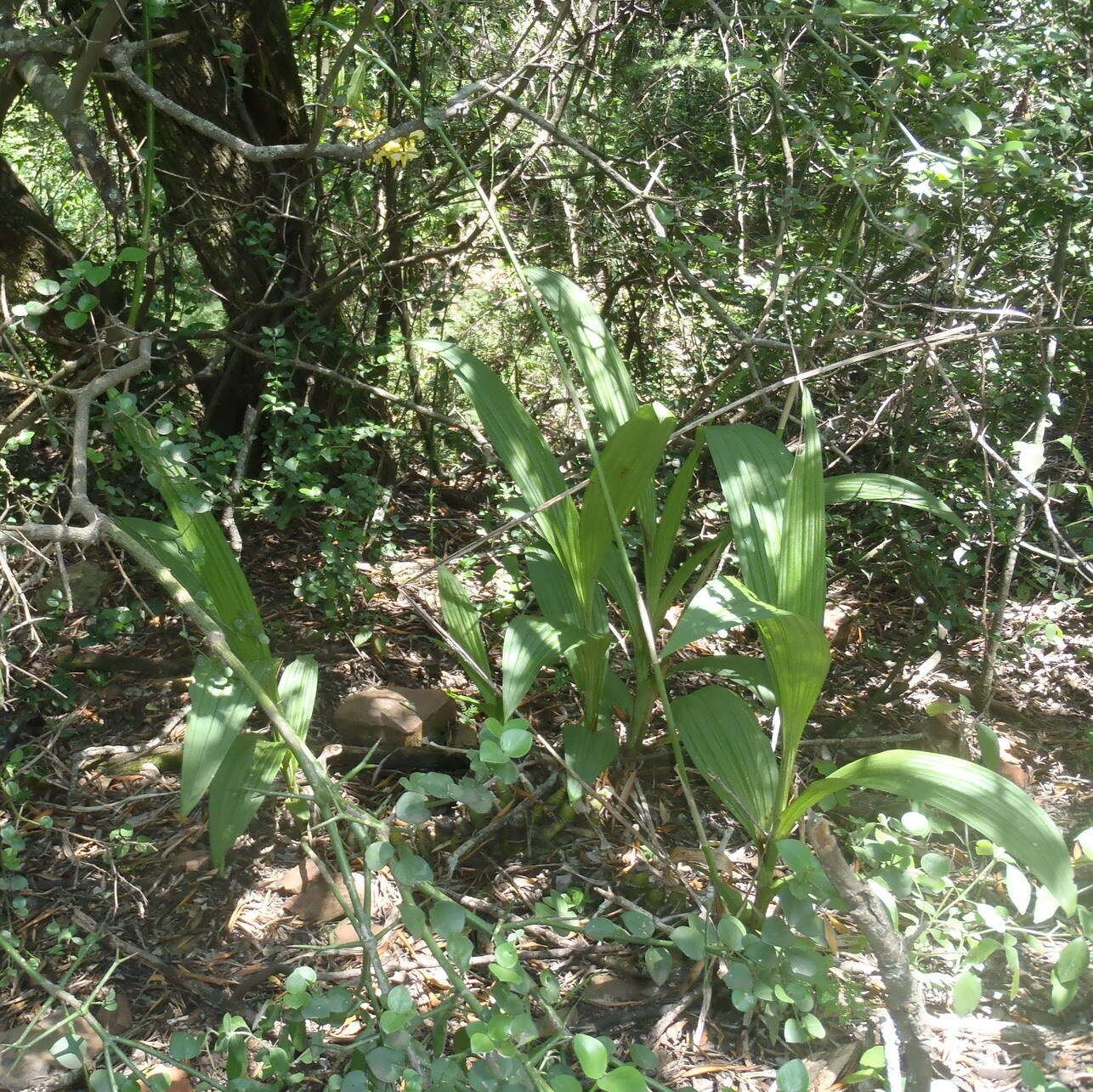 Plancia ëd Eulophia streptopetala Lindl.