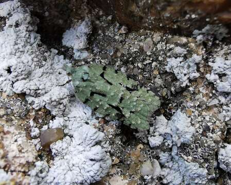 Image of Acleris literana Linnaeus 1758