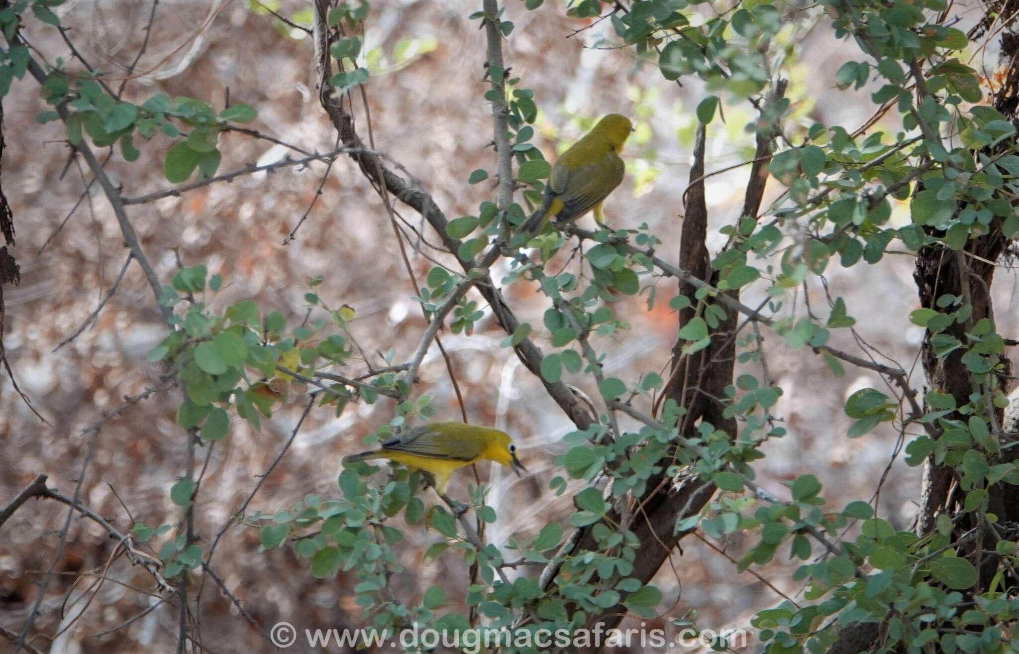 Image of African Yellow White-eye