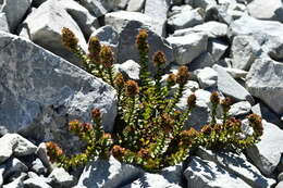 Image of Veronica haastii Hook. fil.