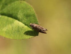 Image of Leaf roller