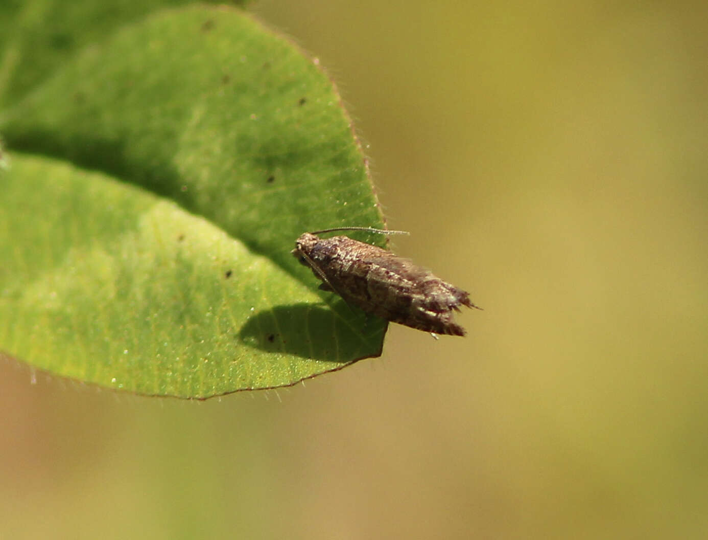 Image of Leaf roller