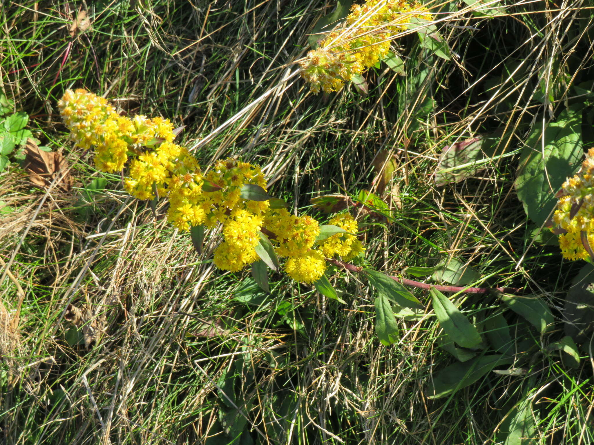 Image of Roan Mountain goldenrod