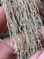 Image of Mountain oakmoss lichen