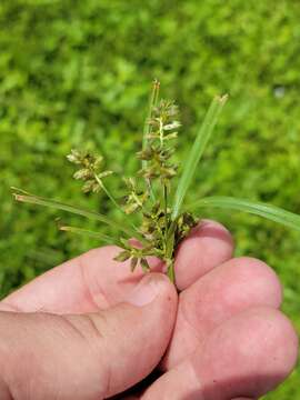 Image of Peduncled Spike Sedge