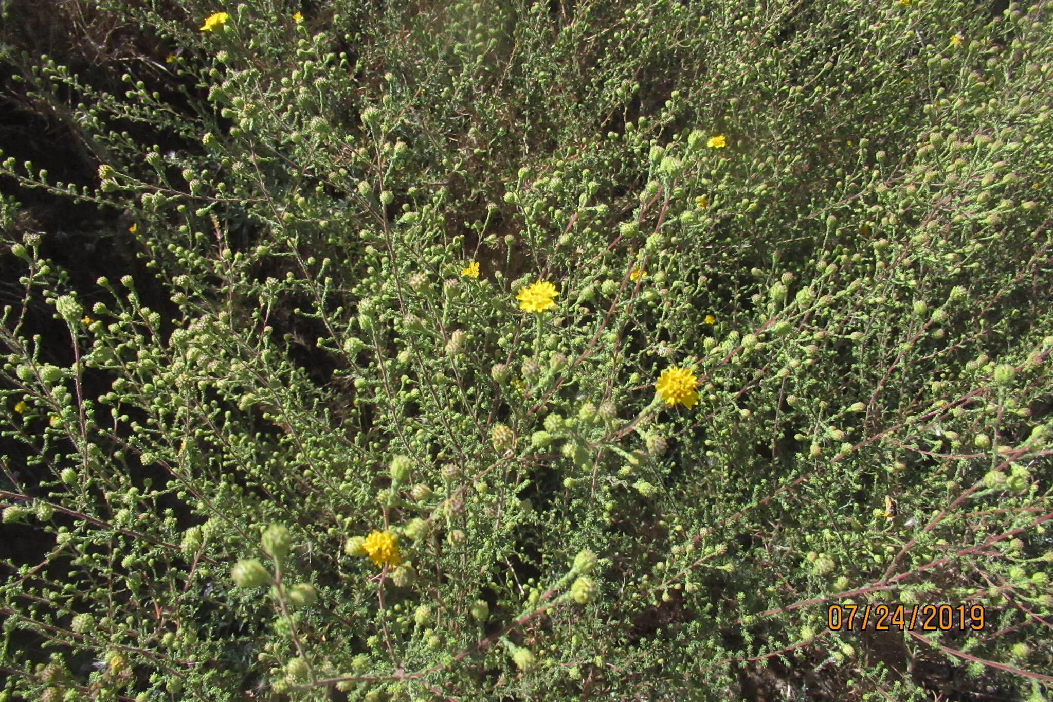 Image of Heermann's tarweed