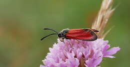 Image of Zygaena rubicundus