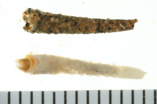 539.bcpol bampol0270 1217344564 jpg.580x360