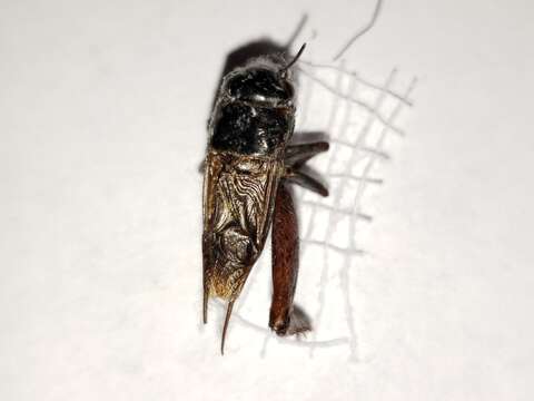 Image of Southeastern Field Cricket