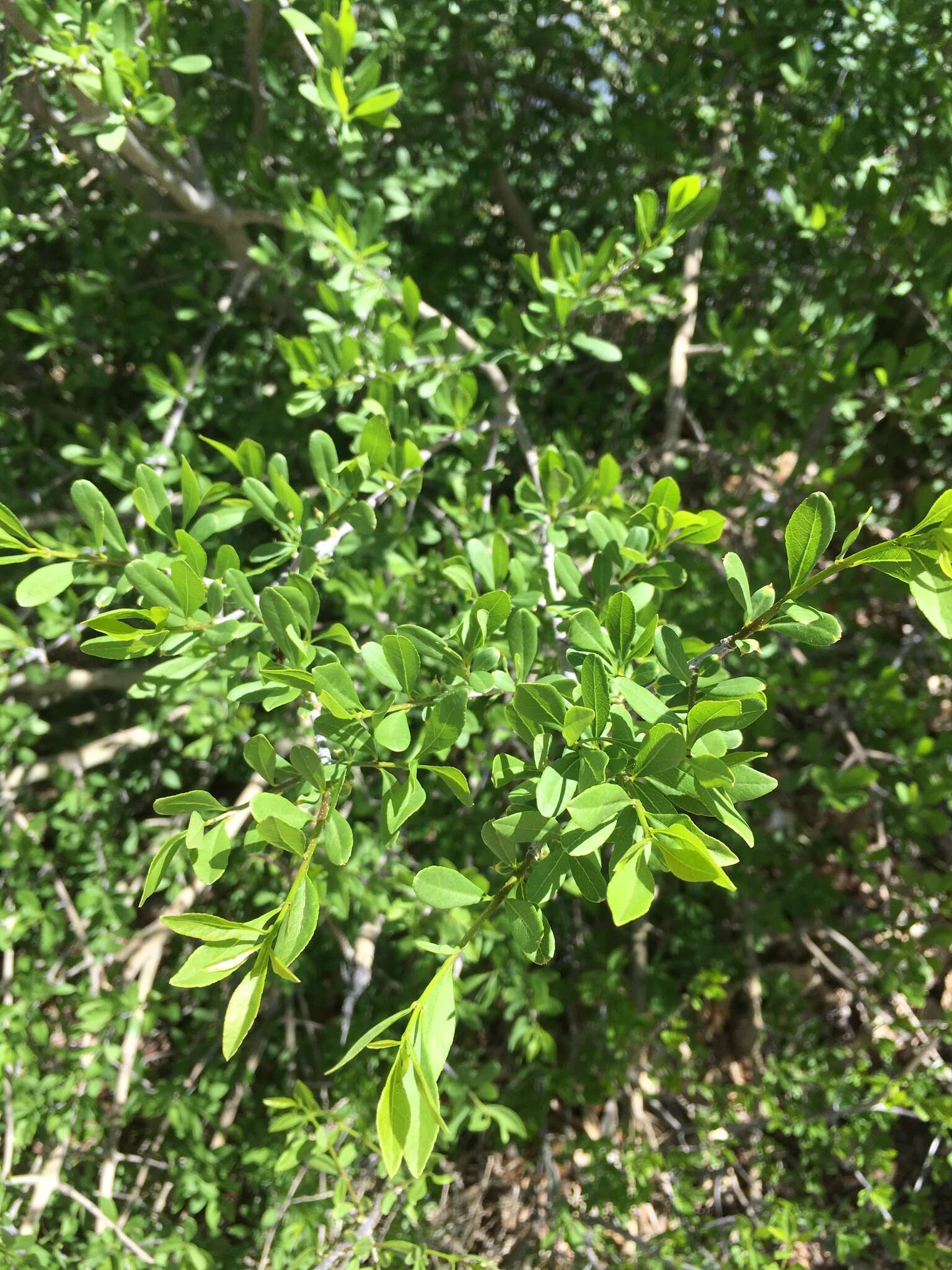 Forestiera pubescens var. pubescens resmi